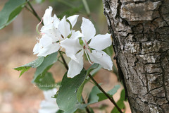 Bauhinia variegata var. candida